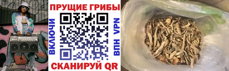 блэк спрут как зайти  Владикавказ  Псилоцибиновые грибы GOLDEN TEACHER 